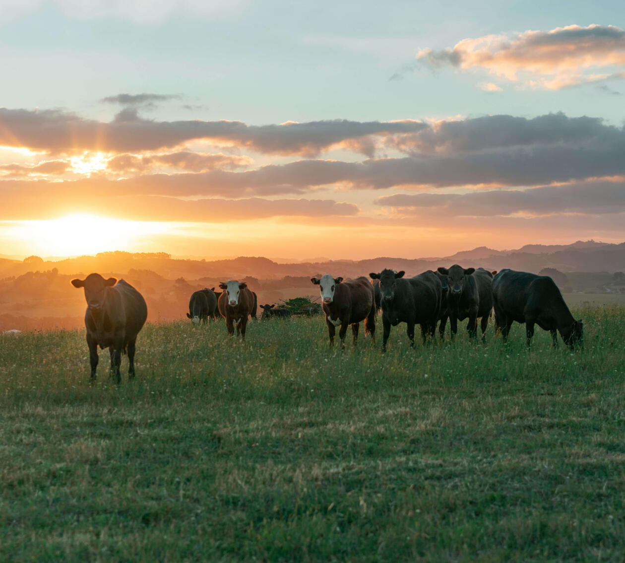 BC organic cattle farm